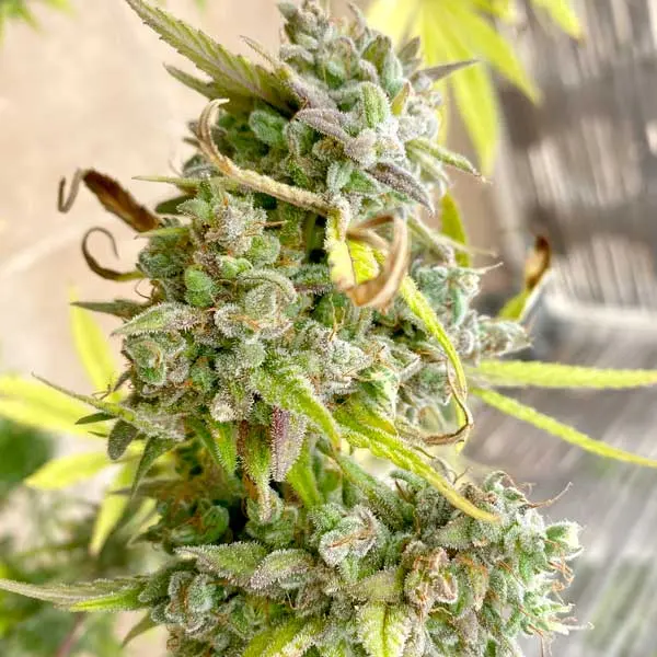 Blue Dream