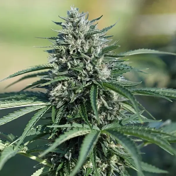 Royal Cookies AUTO