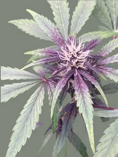 Purple Rich CBD