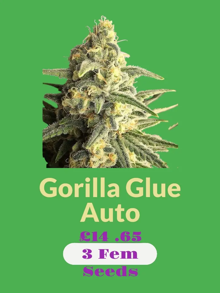 Gorilla Glue