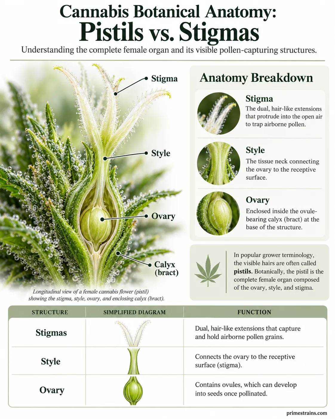 **Cannabis pistils vs. stigmas:** Detailed botanical anatomy diagram showing the female cannabis flower’s reproductive structures, including the pollen-catching stigmas, connecting style, ovary, and protective bract. Learn the key differences between pist