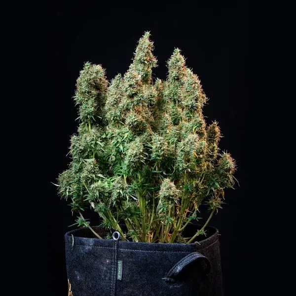 Amnesia Haze Auto