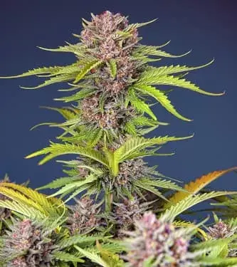 Mimosa Bruce Banner XL Auto Feminised