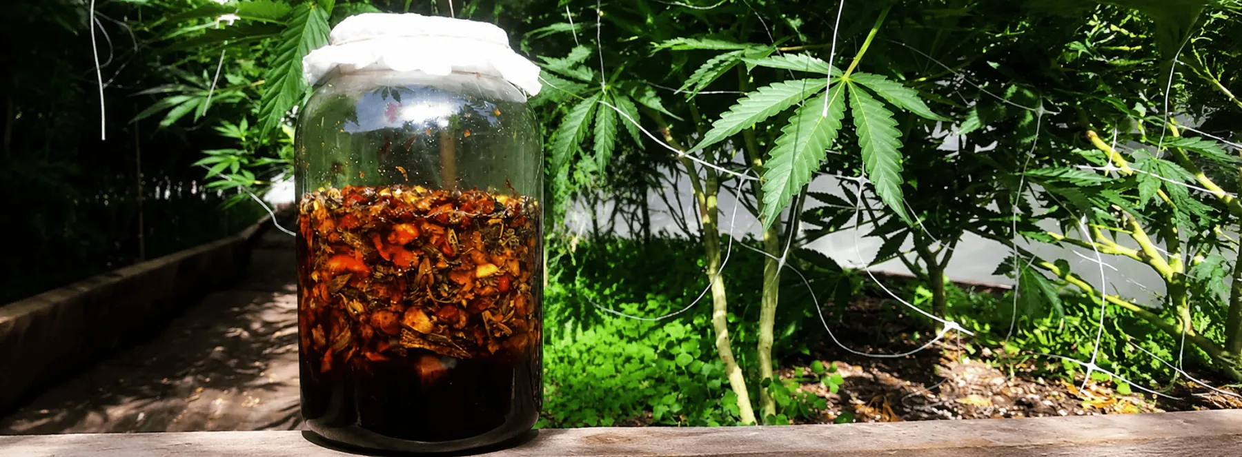 A natural organic fertilizer made from fermented fruits to support bigger blooms, stronger fruit set, and healthier plant growth.