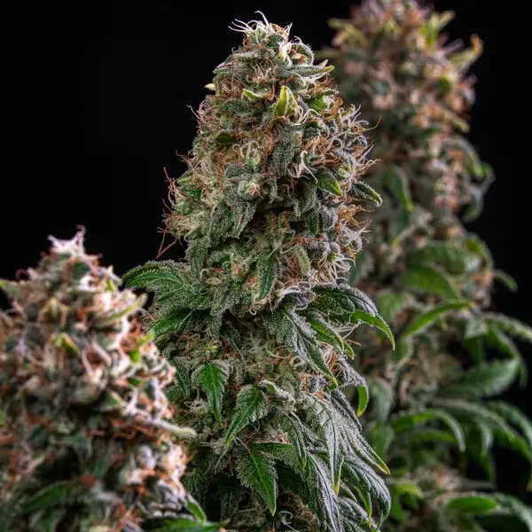 Blue Mystic