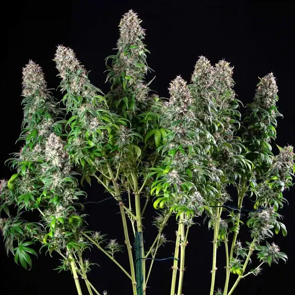 Blue Mystic