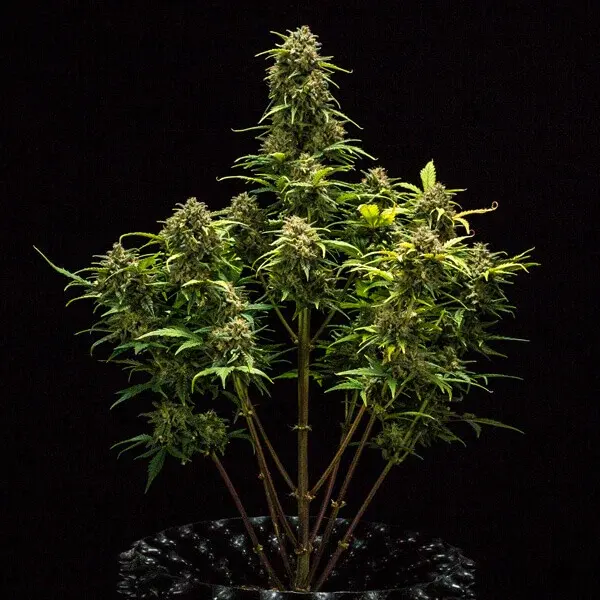 Sweet Skunk Auto