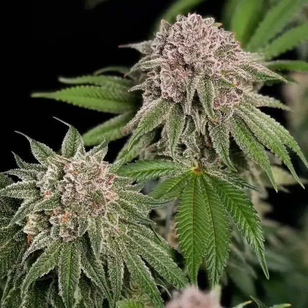 Blue Mystic