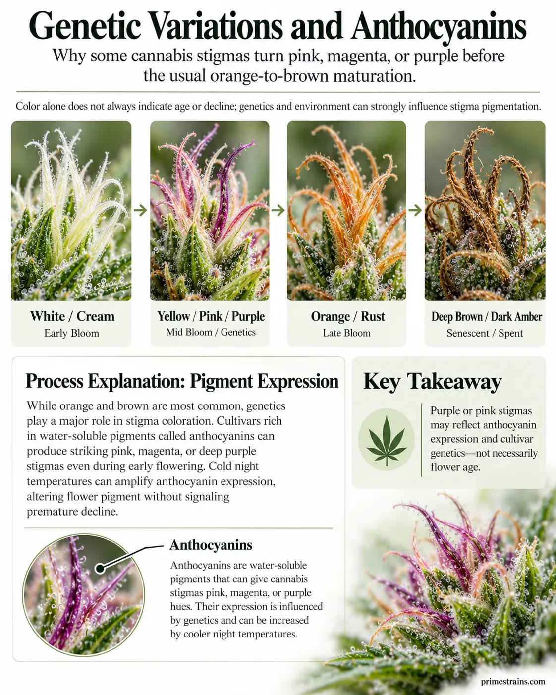 **Cannabis Stigma Color Changes and Anthocyanins:** Botanical infographic illustrating how cannabis stigmas change from white and cream to pink, purple, orange, and brown during flowering. Explore how genetics, anthocyanin pigments, and cooler night tempe