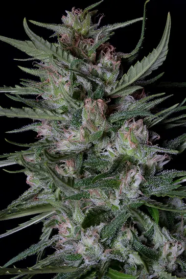 Dogstar Dawg Auto