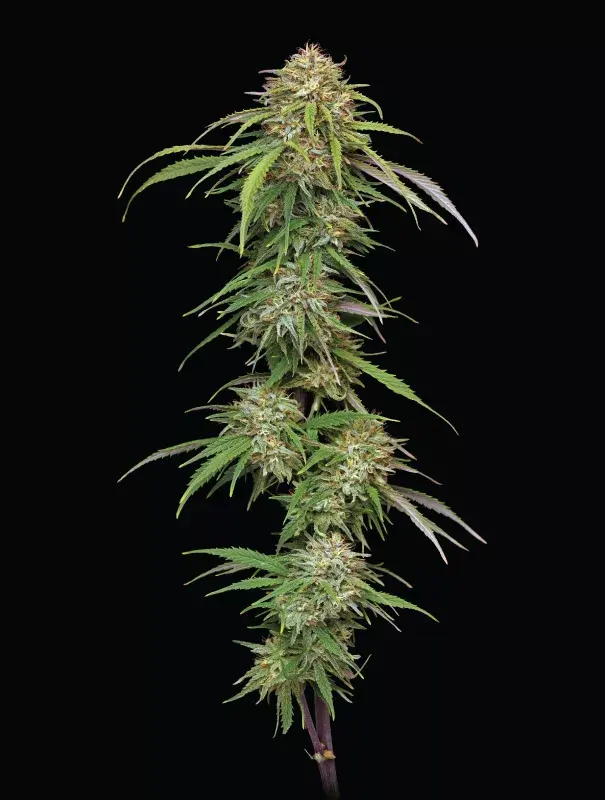 Ed Rosenthal’s Super High Life