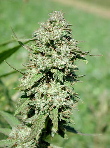 Strawberry Fields