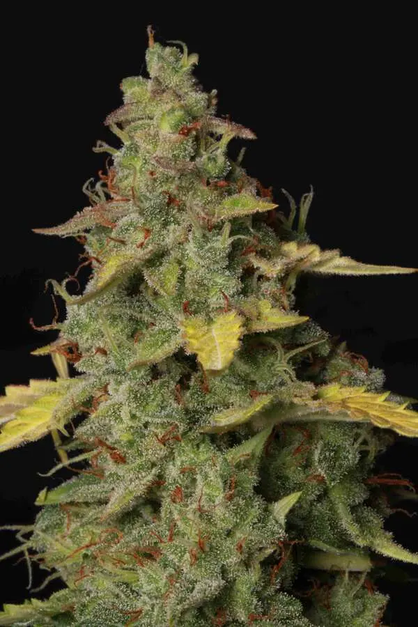 Girl Scout Cookies Auto Feminised