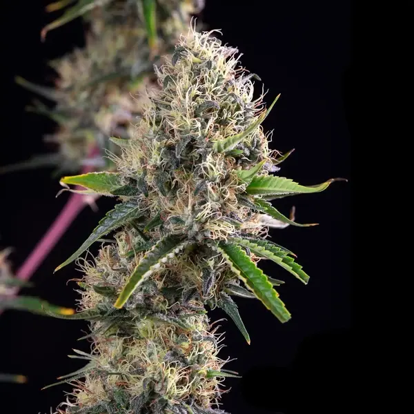 Sundae Driver