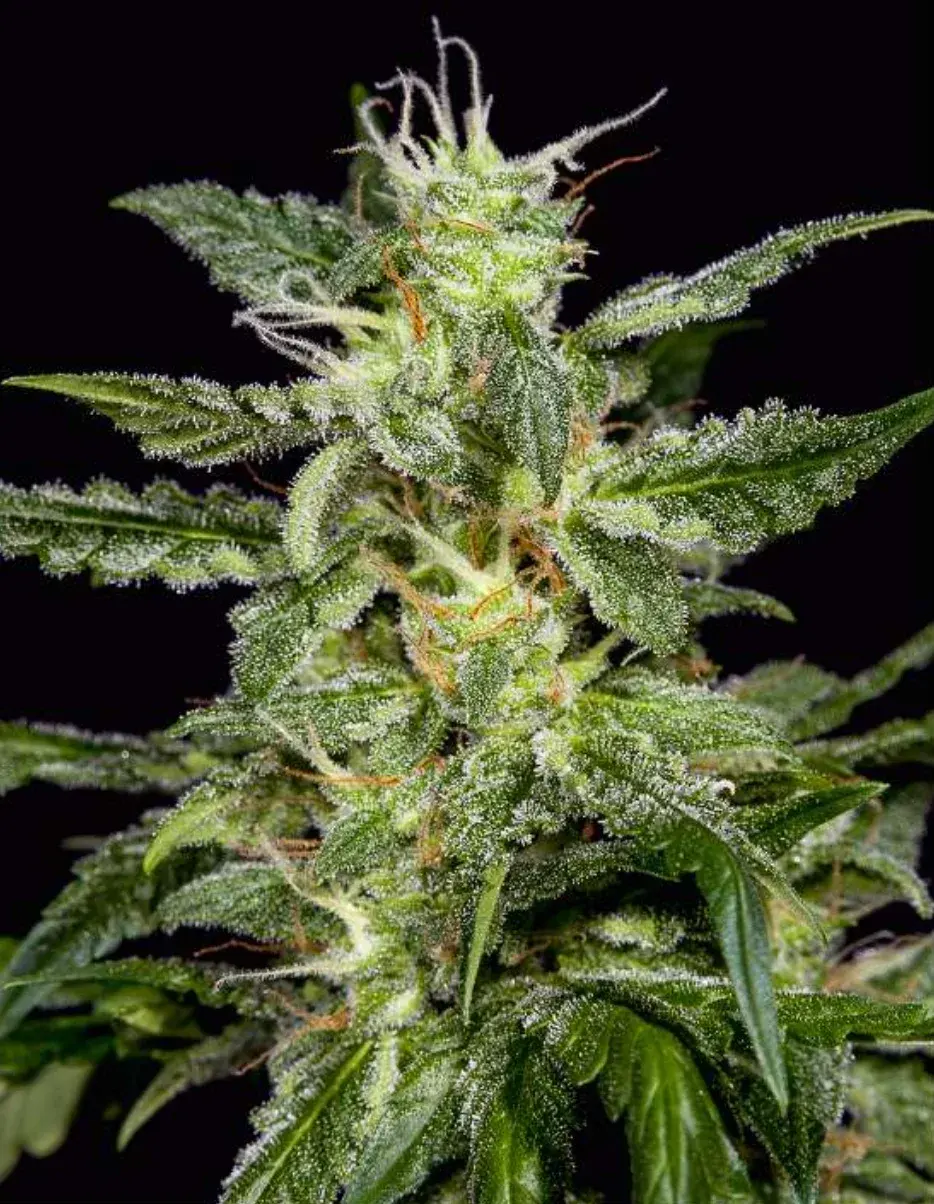 Platinum