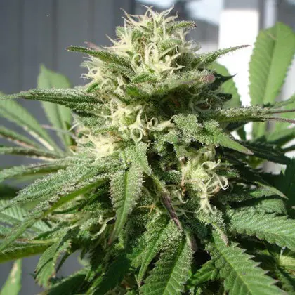Bubble Bud