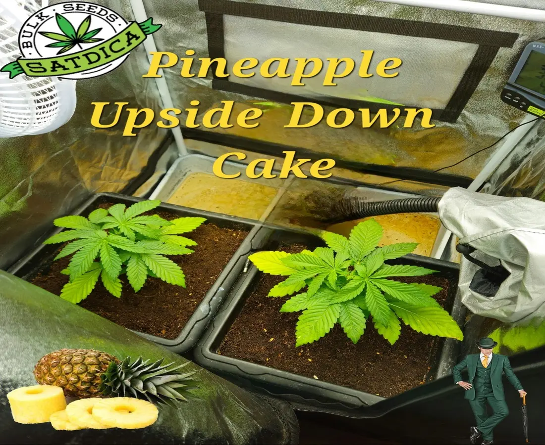 Pineapple Upside Down Cake