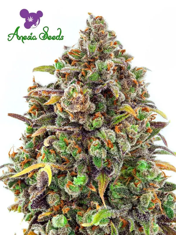 Haze Queen