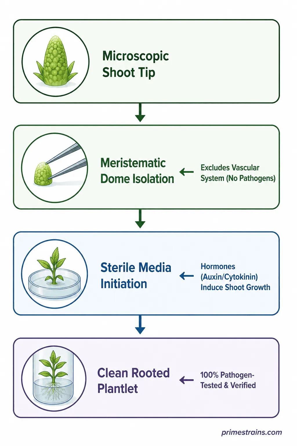 The Science of Meristem Remediation.
