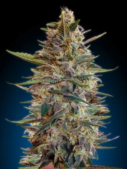 Blue Diesel