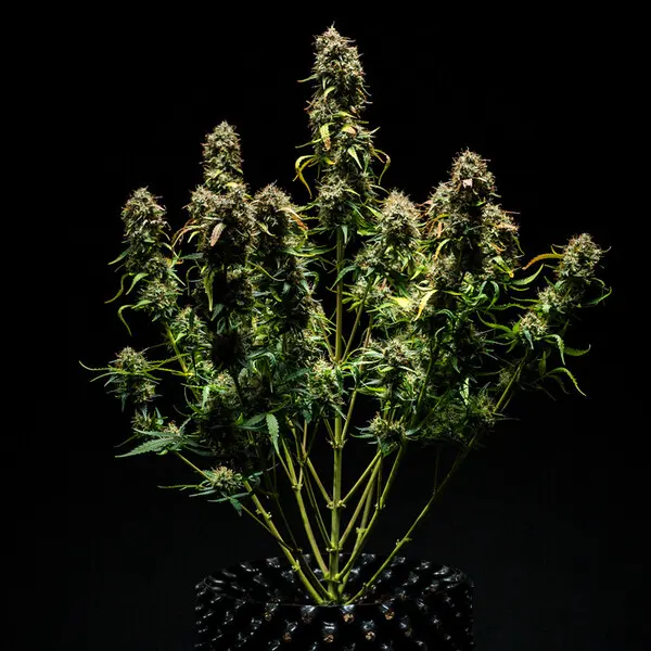 Purple Punch Auto