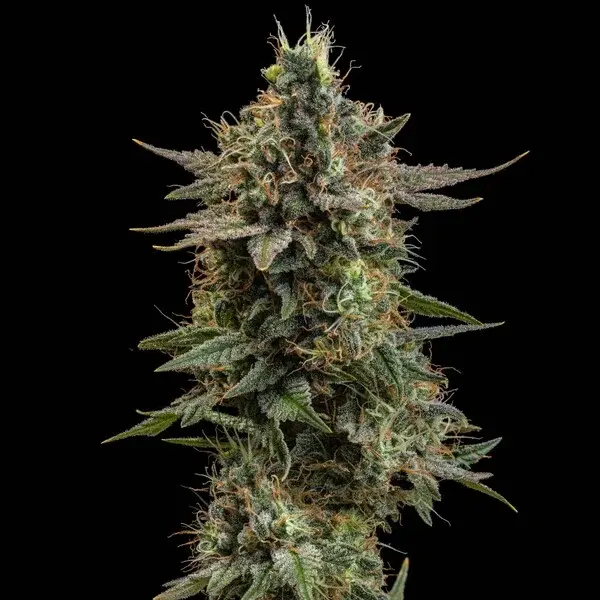 Apple Fritter