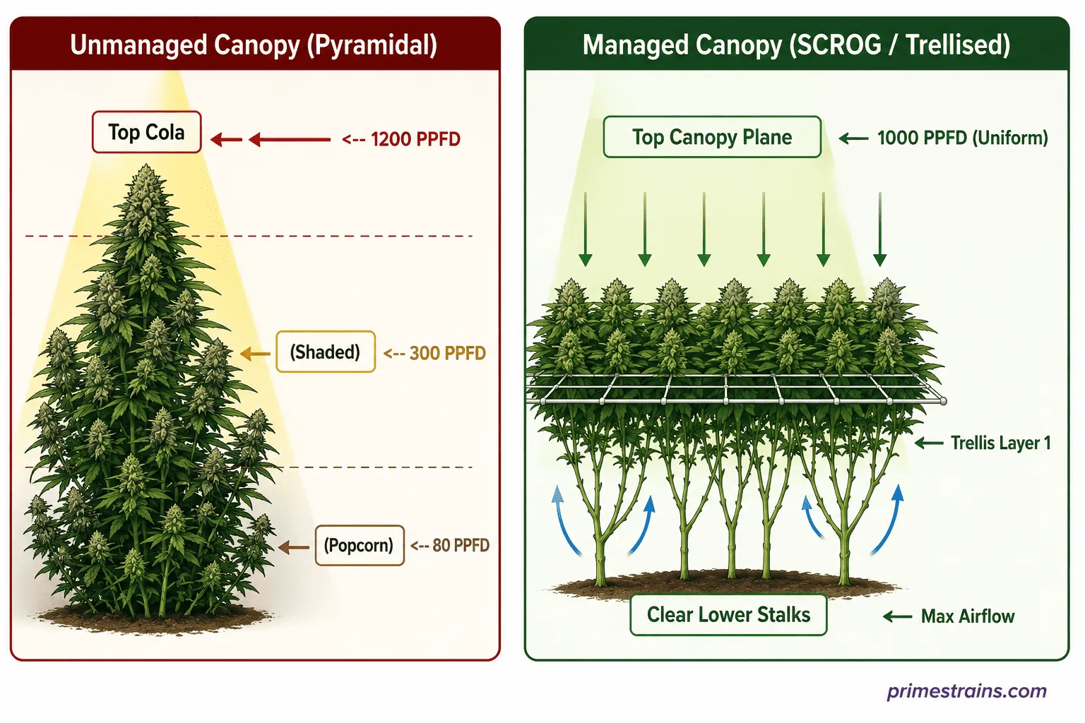 The Physics of Light Penetration and Canopy Architecture
