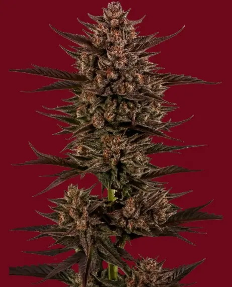 Frosted Zinn x 3 Bears OG