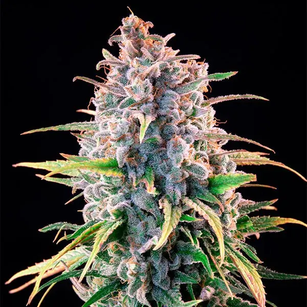 Power Flower