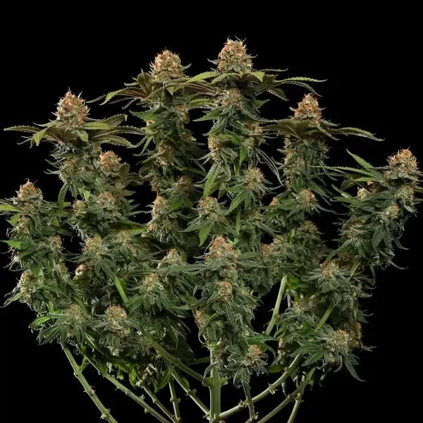 Tatanka Pure CBD