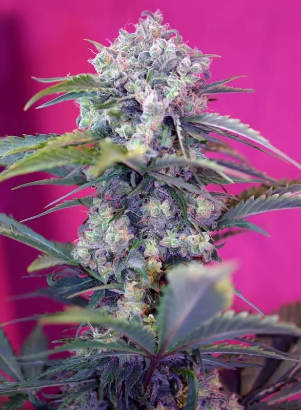 Cream Mandarine Auto Feminised