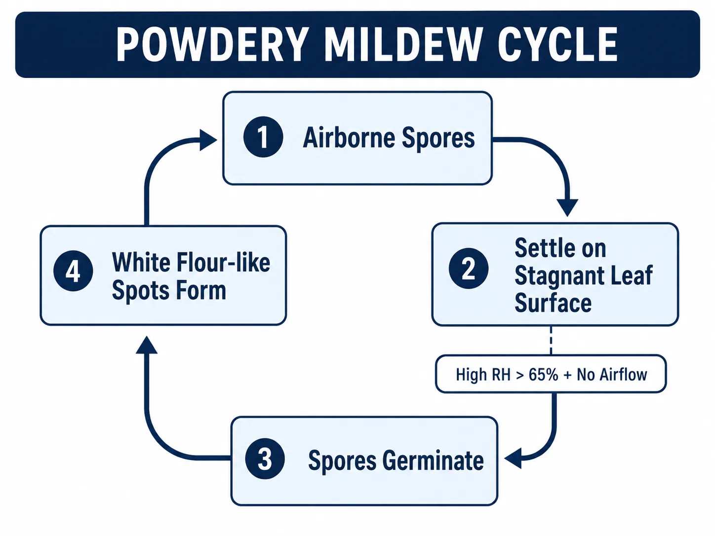 Powdery Mildew Cycle