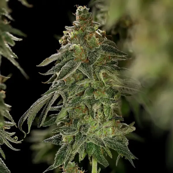 Medical Mass