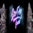 StarFire Genetix