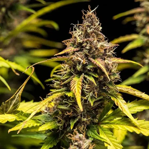 Dosidos Auto