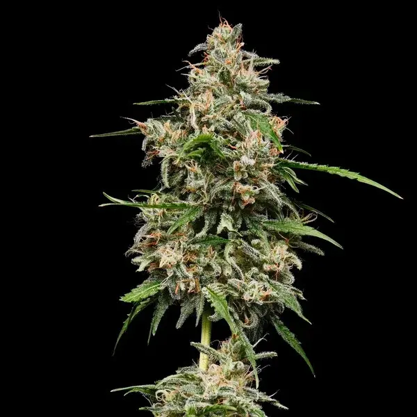Honey Cream Fast