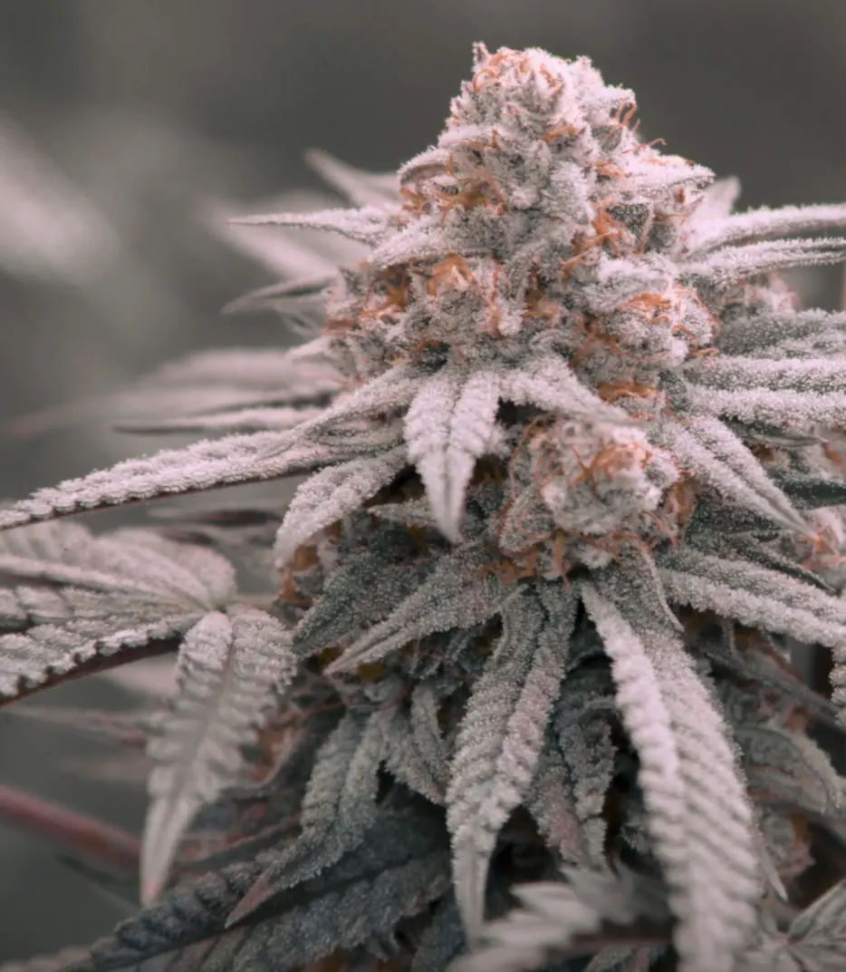 Zookies