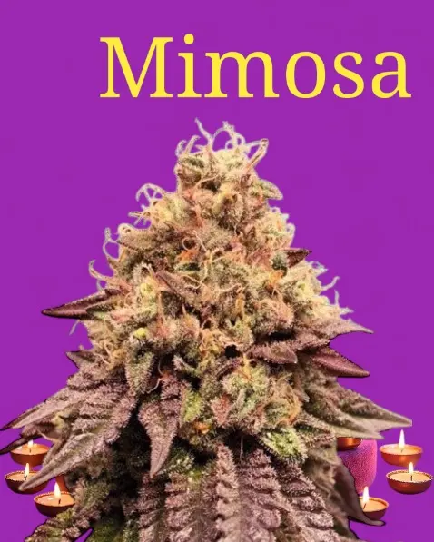 Mimosa