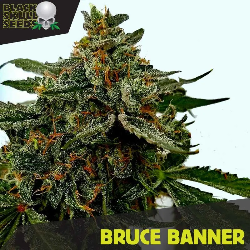 Bruce Banner