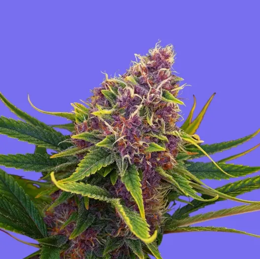 Blue Mango