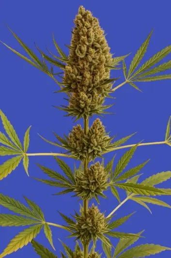 Alpine Delight CBD