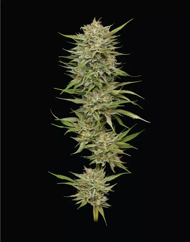 OG Kush
