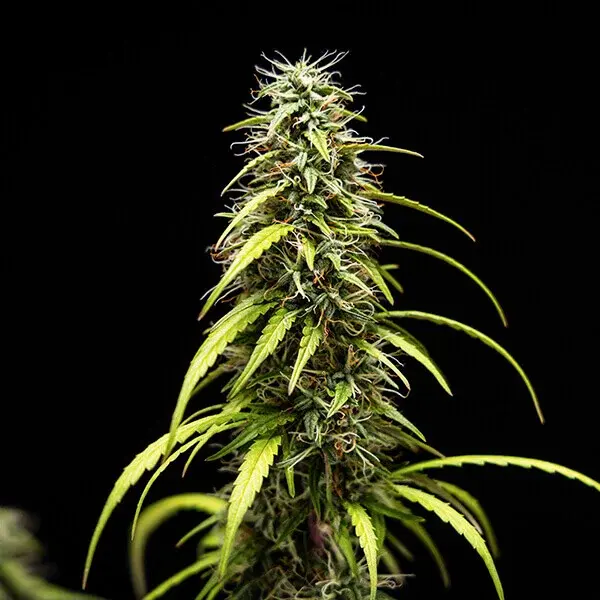 GOAT’lato Auto