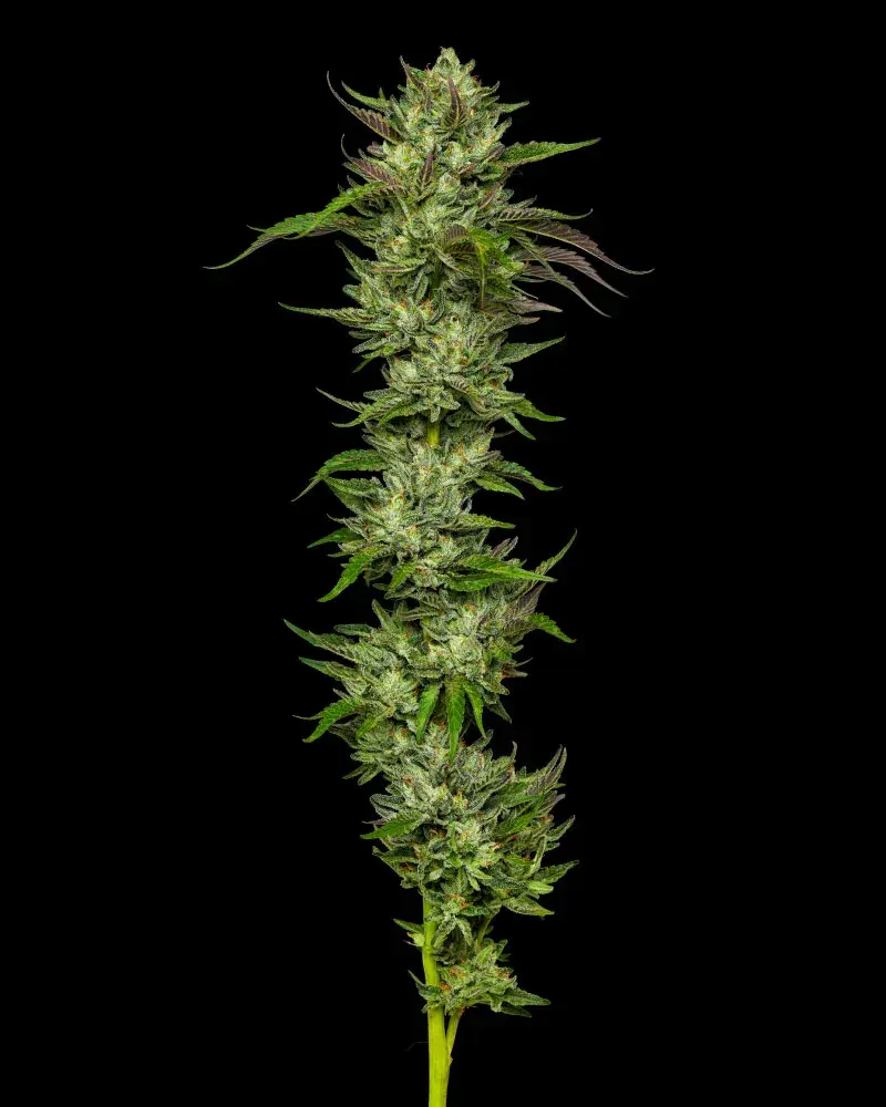 Slightly Stoopid Collie Man Kush