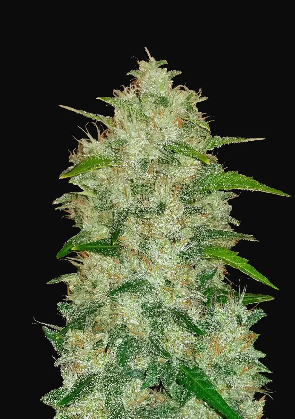 Chemdawg