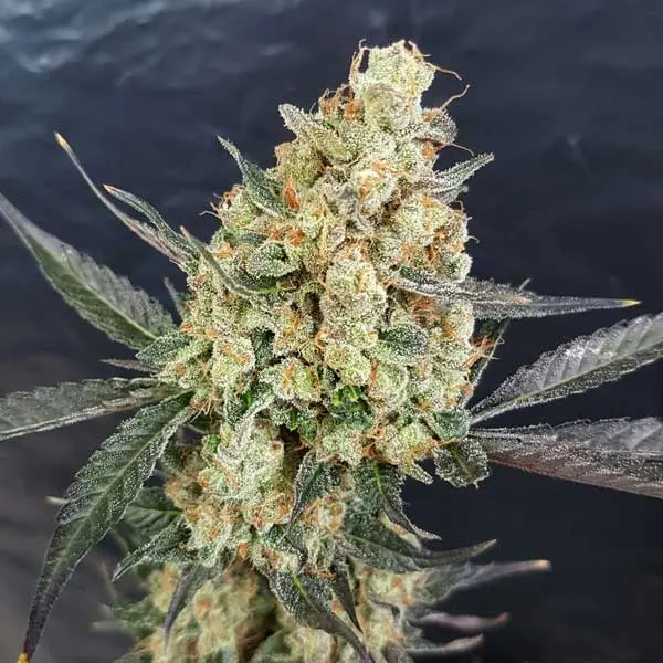 Doctor Kush