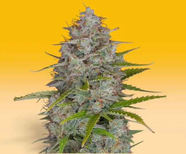 Orange Sherbet