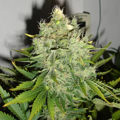 Pepperjack Haze