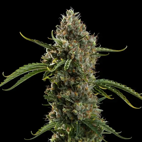 Diesel Auto