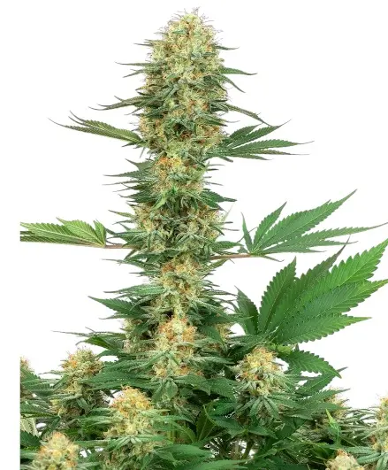 Gelato